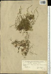 Dianthus squarrosus Bieb., Eastern Europe, Lower Volga region (E9) (Russia)