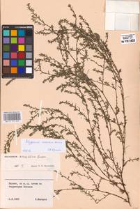 Polygonum arenastrum subsp. calcatum (Lindm.) Wissk., Eastern Europe, Lithuania (E2a) (Lithuania)