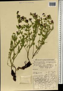 Dracocephalum peregrinum L., Mongolia (MONG) (Mongolia)