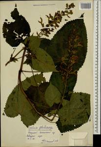 Salvia glutinosa L., Caucasus, Georgia (K4) (Georgia)