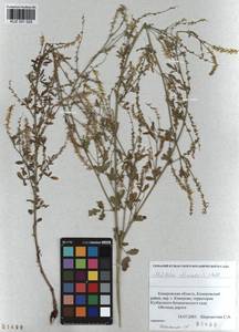 KUZ 001 025, Melilotus officinalis (L.)Pall., Siberia, Altai & Sayany Mountains (S2) (Russia)