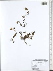 Lythrum portula (L.) D. A. Webb, Eastern Europe, Central region (E4) (Russia)