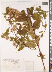 Eupatorium cannabinum L., Caucasus, Azerbaijan (K6) (Azerbaijan)