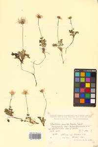 Geum selinifolium (Fisch. ex F. Schmidt) Hultén, Siberia, Russian Far East (S6) (Russia)