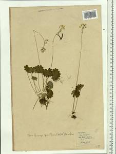 Micranthes nelsoniana var. insularis (Hultén) Gornall & H. Ohba, Siberia, Chukotka & Kamchatka (S7) (Russia)