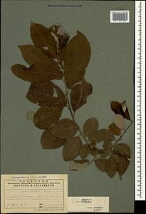 Salix caprea L., Caucasus, Azerbaijan (K6) (Azerbaijan)