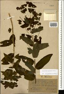 Euphorbia squamosa Willd., Caucasus, Krasnodar Krai & Adygea (K1a) (Russia)