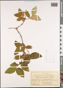 Lonicera hispida Pall. ex Roem. & Schult., Middle Asia, Western Tian Shan & Karatau (M3) (Kyrgyzstan)