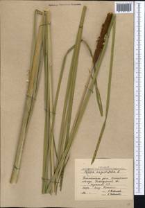 Typha angustifolia L., Middle Asia, Northern & Central Kazakhstan (M10) (Kazakhstan)