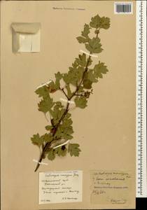 Crataegus monogyna Jacq., Caucasus, Stavropol Krai, Karachay-Cherkessia & Kabardino-Balkaria (K1b) (Russia)