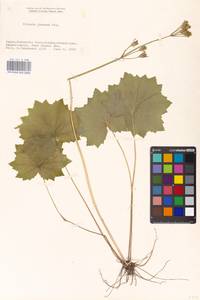 Primula jesoana Miq., South Asia, South Asia (Asia outside ex-Soviet states and Mongolia) (ASIA) (Japan)