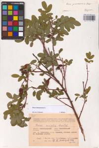 Rosa majalis Herrm., Eastern Europe, Lower Volga region (E9) (Russia)