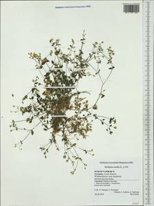 Stellaria media (L.) Vill., Western Europe (EUR) (Germany)