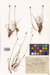 Eriophorum callitrix Cham. ex C.A.Mey., Siberia, Chukotka & Kamchatka (S7) (Russia)