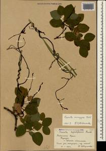 Cuscuta monogyna Vahl, Crimea (KRYM) (Russia)