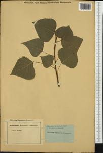 Populus nigra, Western Europe (EUR) (Not classified)