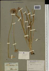 Allium angulosum L., Eastern Europe, North Ukrainian region (E11) (Ukraine)