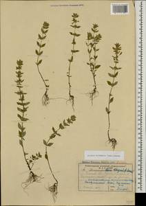 Clinopodium acinos (L.) Kuntze, Caucasus, Stavropol Krai, Karachay-Cherkessia & Kabardino-Balkaria (K1b) (Russia)