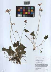 Primula cortusoides L., Siberia, Altai & Sayany Mountains (S2) (Russia)