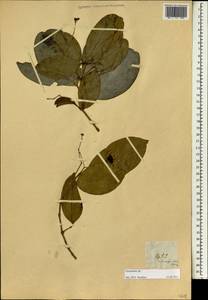 Euonymus, South Asia, South Asia (Asia outside ex-Soviet states and Mongolia) (ASIA) (Philippines)