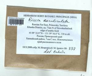 Riccia canaliculata Hoffm., Bryophytes, Bryophytes - Russian Far East (excl. Chukotka & Kamchatka) (B20) (Russia)