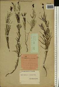 Linaria macroura (M. Bieb.) M. Bieb., Eastern Europe, South Ukrainian region (E12) (Ukraine)