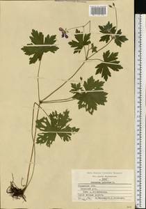 Geranium palustre L., Eastern Europe, Central region (E4) (Russia)