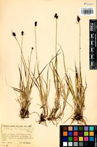Carex melanocephala Turcz., Siberia, Baikal & Transbaikal region (S4) (Russia)