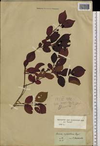 Lonicera ruprechtiana Regel, Siberia, Russian Far East (S6) (Russia)