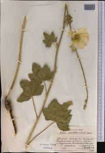 Alcea nudiflora (Lindl.) Boiss., Middle Asia, Dzungarian Alatau & Tarbagatai (M5) (Kazakhstan)