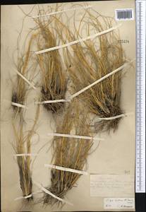Stipa zalesskyi Wilensky ex Grossh., Middle Asia, Muyunkumy, Balkhash & Betpak-Dala (M9) (Kazakhstan)