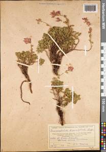 Dracocephalum diversifolium Rupr., Middle Asia, Western Tian Shan & Karatau (M3) (Kazakhstan)