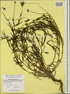 Tragopogon serotinus Sosn. apud Kuth., Caucasus, Azerbaijan (K6) (Azerbaijan)