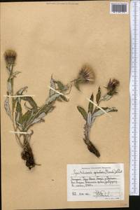 Syreitschikovia spinulosa (Franch.) Pavlov, Middle Asia, Western Tian Shan & Karatau (M3) (Kyrgyzstan)