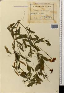 Lathyrus tuberosus L., Caucasus, Armenia (K5) (Armenia)