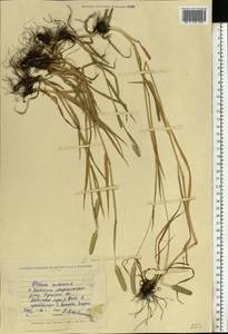 Phleum pratense L., Eastern Europe, North Ukrainian region (E11) (Ukraine)