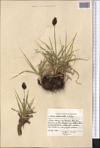 Carex melanantha C.A.Mey., Middle Asia, Northern & Central Tian Shan (M4) (Kyrgyzstan)