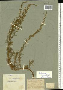 Artemisia campestris L., Eastern Europe, Central forest-and-steppe region (E6) (Russia)
