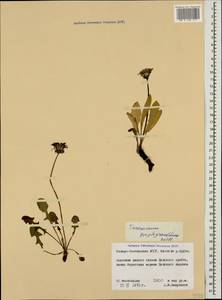Taraxacum porphyranthum Boiss., Caucasus, North Ossetia, Ingushetia & Chechnya (K1c) (Russia)