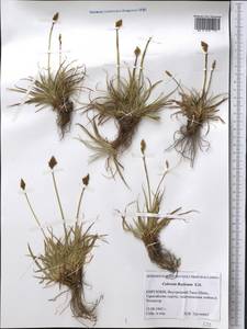 Carex kokanica (Regel) S.R.Zhang, Middle Asia, Northern & Central Tian Shan (M4) (Kyrgyzstan)