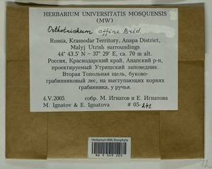 Lewinskya affinis (Brid.) F. Lara, Garilleti & Goffinet, Bryophytes, Bryophytes - North Caucasus & Ciscaucasia (B12) (Russia)