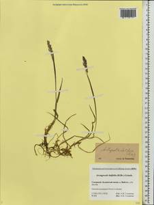 Arctagrostis latifolia (R.Br.) Griseb., Eastern Europe, Northern region (E1) (Russia)