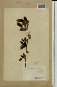 Salix pentandra L., Eastern Europe, Northern region (E1) (Russia)