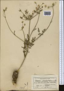 Schrenkia vaginata (Ledeb.) Fisch. & C.A.Mey., Middle Asia, Northern & Central Tian Shan (M4) (Kazakhstan)