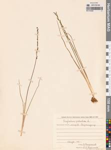 Triglochin palustris L., Siberia, Russian Far East (S6) (Russia)