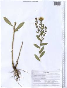 Grindelia squarrosa (Pursh) Dunal, Eastern Europe, South Ukrainian region (E12) (Ukraine)