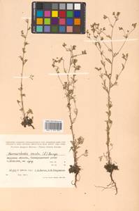 Chamaerhodos erecta (L.) Bunge, Siberia, Russian Far East (S6) (Russia)