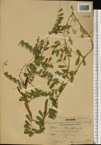 Vicia sativa L., Eastern Europe, Central forest region (E5) (Russia)