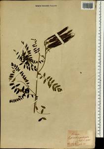 Sophora flavescens Aiton, South Asia, South Asia (Asia outside ex-Soviet states and Mongolia) (ASIA) (Japan)