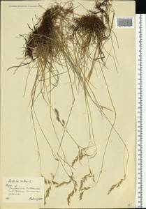 Festuca rubra L., Eastern Europe, Central forest-and-steppe region (E6) (Russia)
